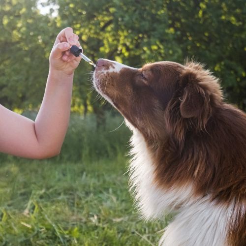 CBD olie til hunde